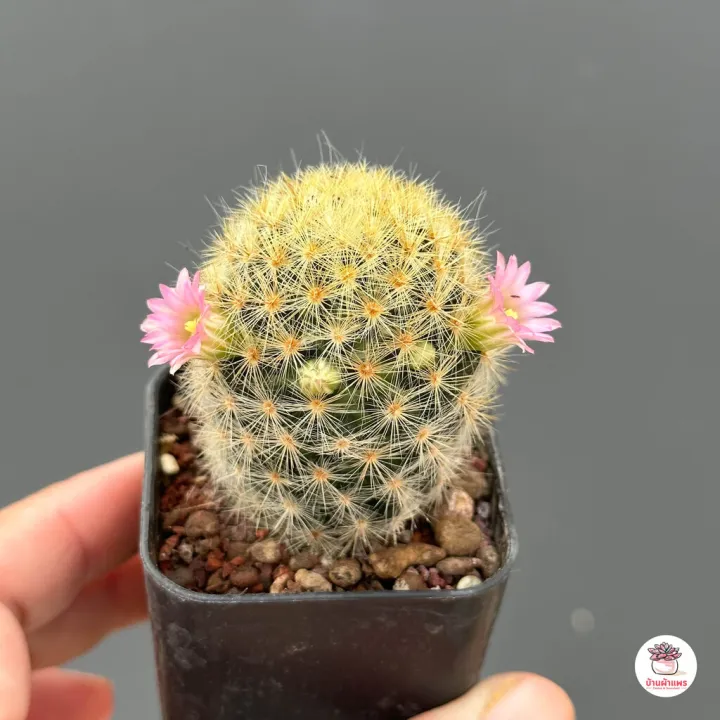 แมมเม็ดพริกดอกชมพู Mammillaria prolifera แคคตัส