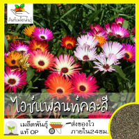 เมล็ดพันธุ์ ไอซ์แพลนท์ คละสี 200 เมล็ด Mesembryanthemem criniflorum Mixed Seed เมล็ดพันธุ์แท้ นำเข้าจากต่างประเทศ100%