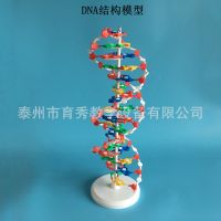 DNA structure model demonstration base pairs of genetic gene with 60 cm high school biology teaching instrument double helix