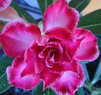 2 เมล็ด เมล็ดพันธุ์ ชวนชม สายพันธุ์ Crown สีชมพู Bonsai Desert Rose Adenium Seed กุหลาบทะเลทราย ราชินีทะเลทราย บอนไซ มีคู่มือปลูก