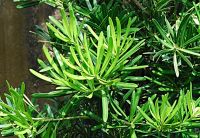 ขายส่ง 100 เมล็ด เมล็ดสนใบพาย สนใบพาย Podocarpus polystachyus หลิวอรหันต์ สนจักรพรรดิ์ หลิวไต้หวัน สนประดิพัทธ์ สนใบเล็ก พญาไม้ใบเล็ก