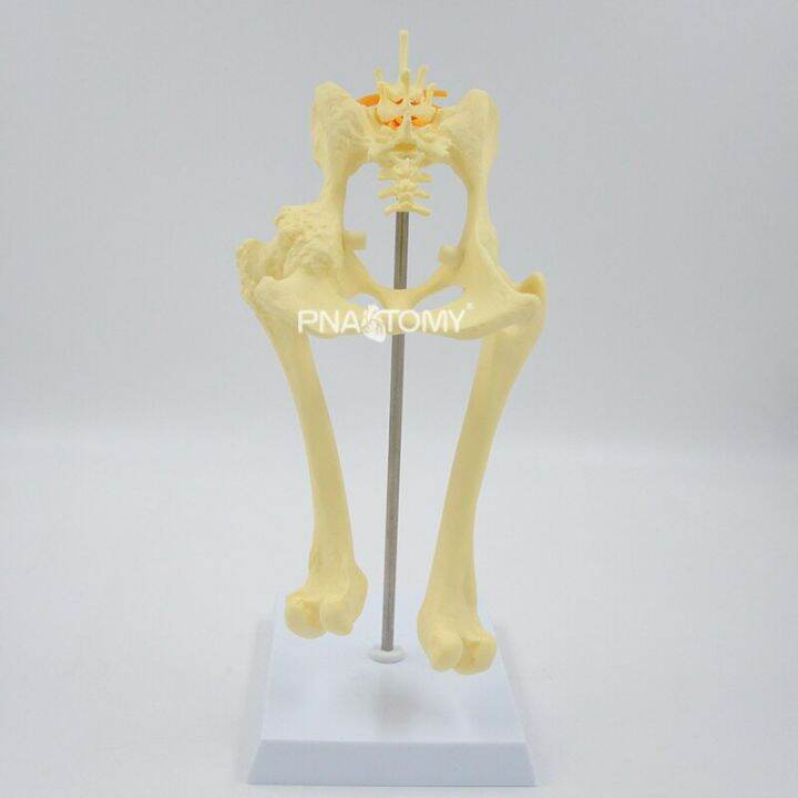 Canine Pelvis Bone Model Dog Skeleton Pelvic Cavity Femur Nerves Animal ...