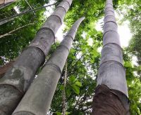 ซื้อ 1 ชุดแถม 1 ชุด เมล็ดไผ่หกยักษ์ The giant bamboo มีชื่อเรียกอย่างอื่นว่า หว่าซึ ไผ่นวลใหญ่ ไผ่โป ไผ่ยักษ์ Bamboo seeds ไผ่ วงศ์หญ้า ไผ่หน่อย