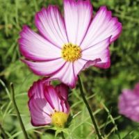 เมล็ดพันธุ์ดอกไม้ เมล็ดพันธุ์ ดาวกระจายคละสี ดอกคอสมอส (Mixed Cosmos Flower Seed) จำนวณ 100 เมล็ด คุณภาพดี ราคาถูก มีปลายทาง