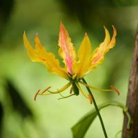 5หัว ดองดึง หัวฟาน, หัวขวาน, พันมหา (อีสาน) Gloriosa Superba สีเหลือง ดอกไม้มงคล  Climing Lily, Turk’s cap, Superb Lily