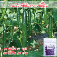 เมล็ดพันธุ์ แตงกวาญี่ปุ่น เมล็ดนำเข้า 150 เมล็ด [10 แถม 1 คละ ได้]