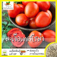 ซื้อ 1 แถม 1，50 เมล็ด (ไม่ใช่พืช)เมล็ดพันธุ์ มะเขือเทศ โรม่า  เมล็ดพันธุ์แท้ นำเข้าจากต่างประเทศ ปลูกผัก สวนครัว โตไว ปลูกง่าย