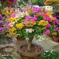 เมล็ดพันธุ์ ต้นเฟื่องฟ้าแคระ Mixed Dwarf Bougainvillea Flower Seeds เมล็ดบอนสี พันธุ์ดอกไม้ ต้นไม้มงคล ต้นไม้ฟอกอากาศ เมล็ดดอกไม้ บรรจุ 50 เมล็ด คุณภาพดี ราคาถูก เมล็ดพันธุ์แท้ 100% ดอกไม้จริง เมล็ดดอกไม้ ไม้ดอก บอนไซ ต้นไม้ ไม้ประดับ Climbing plants