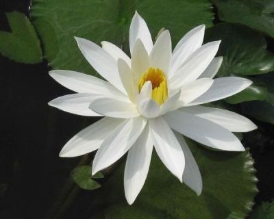 เมล็ดบัว 100 เมล็ด ดอกสีขาว ดอกเล็ก พันธุ์แคระ จิ๋ว ของแท้ 100% เมล็ดพันธุ์ Seeds Bonsaiบัวดอกบัว ปลูกบัว เม็ดบัว สวนบัว บัวอ่าง Lotus Waterlily Seed