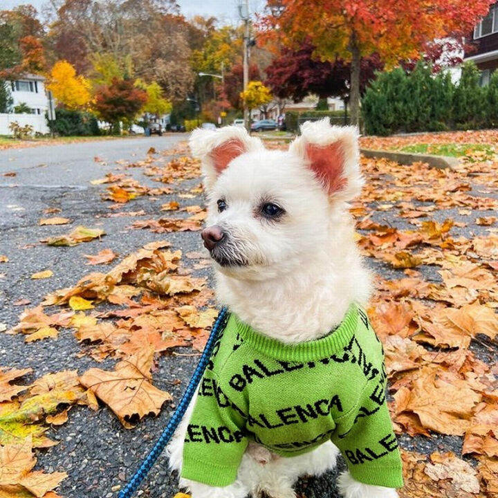 higuy-kenrenciaga-pet-sweater-green-size-m-1pack