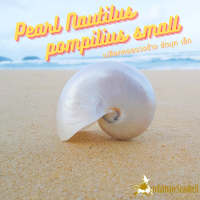 Andaman seashell เปลือกหอย หอยงวงช้าง ขัดมุก เล็ก (Nautilus pompilius)