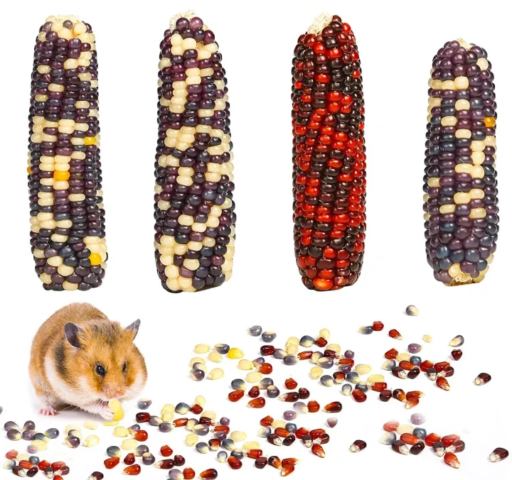 Curated visual reference: Fresh Look at All Natural Sweet Dried Corn Cob Snack For Hamster Guinea