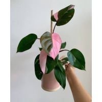 จัดโปร Philodendron pink princess พิ้งปริ้นเซส เจ้าหญิงสีชมพู ไม้เนื้อเยื่อวัยอนุบาลในกระถาง 2 นิ้ว ลดราคา ต้นไม้ ต้นไม้มงคล เมล็ดพันธุ์ พรรณไม้