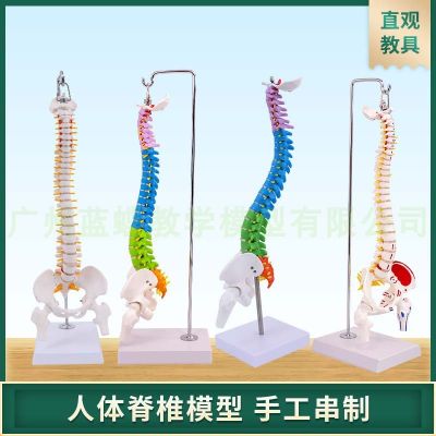 Human spine model of human body skeleton model 45 cm with cervical thoracic spine coccygeal vertebra vertebra pelvis model