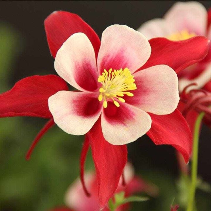 20-เมล็ดพันธุ์-bonsai-เมล็ด-ดอกโคลัมไบน์-columbine-เป็นดอกไม้ประจำรัฐ-colorado-columbine-flower-seed-อัตราการงอกของเมล็ด-80-85