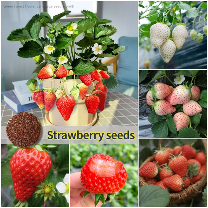 [100 Fresh Seeds] 1000pcs Sweet Strawberry Seeds Hybrid Organic Fruit