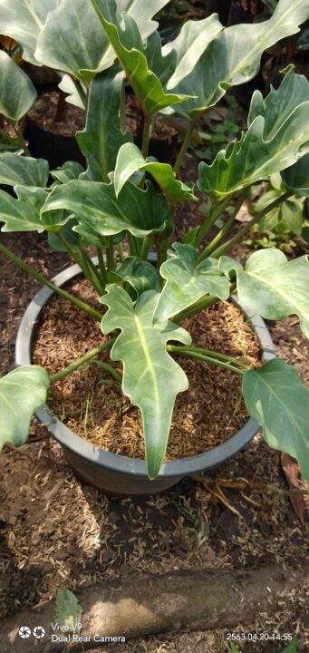 ฟิโลเดนดรอน-ซานาดู-philodendron-xanadu-จัดส่งพร้อมกระถาง8นิ้ว-สูง-30-40-cm-ไม้ประดับ-ไม้ตัดใบ-ไม้ประดับในอาคาร-ราคาถูก