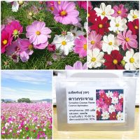 เมล็ดพันธุ์ ดาวกระจาย เซนเซชั่น คอสมอส (Sensation Cosmos Flower Seed) 200 เมล็ด คุณภาพดี ของแท้