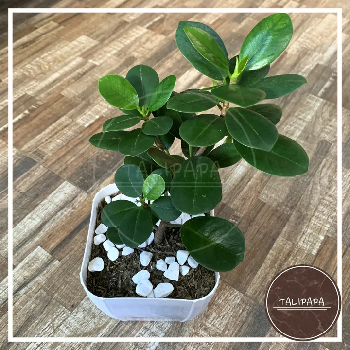 Ficus Nana Rubber Plant - Ficus Microcarpa | Dwarf Rubber Tree - Indoor ...