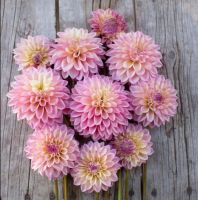 1 หัว/ออเดอร์ รักเร่ Dahlia rhizome สายพันธุ์ Castle Drive หัวรักเร่ ดอกไม้ หัวหน่อ เหง้า นำเข้า เนเธอร์แลน หัวสดใหม่