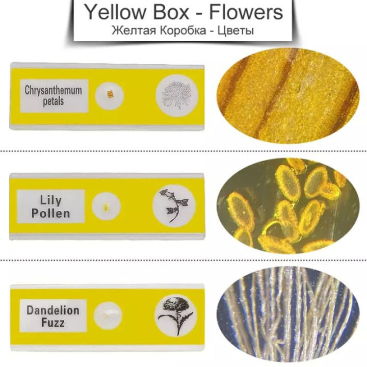 กล้องจุลทรรศน์สไลด์พลาสติก-48-ชิ้น-ตัวอย่างทางชีวภาพ-กล่อง-4-กล่องของเด็กและนักเรียนตรัสรู้การศึกษา