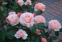 30 เมล็ด เมล็ดพันธุ์ กุหลาบ สีแชมเปญ Champagne Rose Seeds ดอกเล็ก ต้นไม้แคระ นำเข้าจากต่างประเทศ พร้อมคู่มือ เมล็ดสด ใหม่