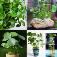 พร้อมสต็อกประเทศไทย Copper Grass Pilea Seeds Water Grass Seeds Decor Home Foreground ต้นไม้มงคล ต้นไม้ประดับ พันธุ์ดอกไม้ ต้นไม้จิ๋วจริง ดอกไม้จริง ต้นไม้ฟอกอากาศ บอนไซ ผักสวนครัว flower seeds Plant