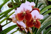 30 เมล็ดพันธุ์ Seeds เมล็ดกล้วยไม้ ฟาแลนนอปซิส (Phalaenopsis Orchids) Orchid flower seeds อัตราการงอก 80-85%