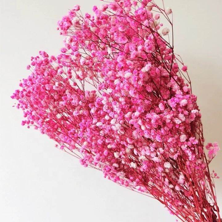 Dried Gypsophila - Baby's-breath | Lazada PH