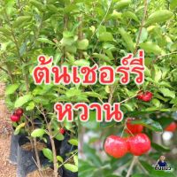 ต้นเชอร์รี่ (Cherry) หวาน เชอร์รี่ไทย (ซื้อ 3 แถม 1) (ส่งใหม่ฟรี หากเสียหาย)