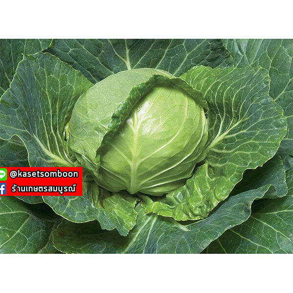 เมล็ดพันธุ์ผัก-เมล็ดกะหล่ำปลี-เจียไต๋-cabbage-seed-บรรจุ-440-เมล็ด-ซอง-ขนาด-15-บาท-ตรา-เครื่องบิน