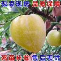 Grafted plum saplings Golden Nai plum saplings Oil Nai plum seedlings Green Nai Li Miao Nai plum seedlings Nai plum saplings