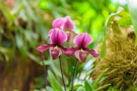 30 เมล็ดพันธุ์ เมล็ดกล้วยไม้ กล้วยไม้รองเท้านารี (Paphiopedilum Orchids) Orchid flower seeds อัตราการงอก 80-85%