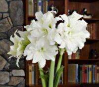 1 หัวว่าน ว่านสี่ทิศฮอลแลนด์ Amaryllis Ice Queen 18-24 ซม สินค้านำเข้า แช่เย็นแล้ว หัวขนาดใหญ่ สินค้าจำนวนจำกัด