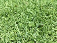 50 กรัม เมล็ดหญ้าพาสพาลัม Paspalum Grass ราคาถูก หญ้าปูสนาม สนามหญ้า พืชตระกูลหญ้า เมล็ดพันธ์หญ้า ปูหญ้า ปูสนาม สนามหญ้าและสวน