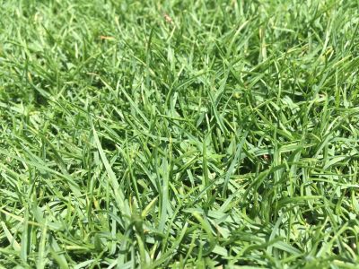 เมล็ดหญ้าพาสพาลัม Paspalum Grass นำเข้าราคาปลีกส่ง หญ้าปูสนาม สนามหญ้า เมล็ดพันธุ์หญ้า