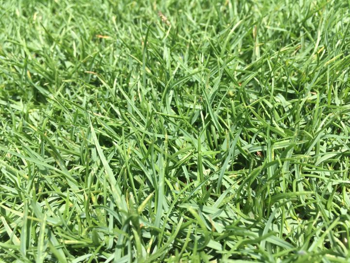 เมล็ดหญ้าพาสพาลัม-paspalum-grass-นำเข้าราคาปลีกส่ง-หญ้าปูสนาม-สนามหญ้า-เมล็ดพันธุ์หญ้า