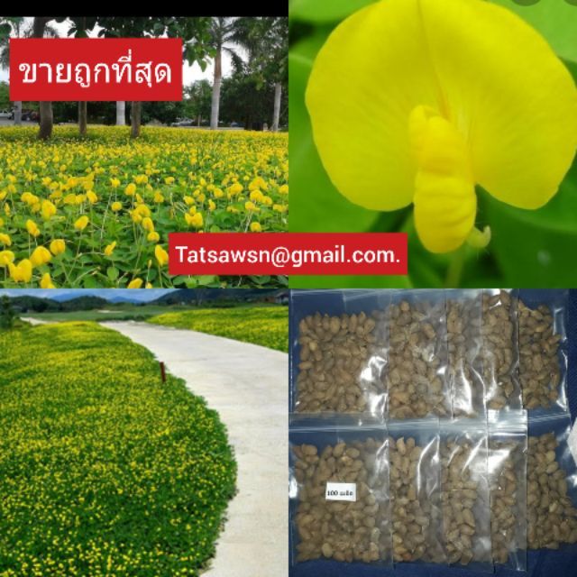 โปร-เมล็ดพันธ์ถั่วบราซิล-บรรจุ-2-000-เมล็ด-พืชตกแต่งสวน-สนามหญ้า-พืชคลุมดิน-พืชบำรุงดิน-ไม้ดอกไม้ประดับ-ส่วนลด-ต้นไม้-เมล็ดพืช-พรรณไม้-พรรณพืช