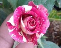 30 เมล็ด เมล็ดพันธุ์ Bonsai Seed  กุหลาบ Dragon Rose Seed  สี ขาว-แดง ดอกใหญ่ นำเข้าจากต่างประเทศ พร้อมคู่มือ เมล็ดสด ใหม่