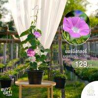 Treeno.9 T193 มอนิ่งกลอรี่ (Morning Glory) กระถางแขวน 8 นิ้ว / สูง 50-70 cm. / ไม้ประดับ ไม้ดอกสวยงาม (ต้นไม้)