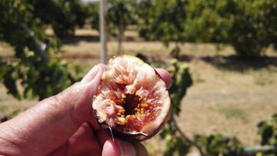 10 เมล็ด เมล็ดมะเดื่อฝรั่ง Figs สายพันธุ์ Khurtmani Red Israel ของแท้ 100% มะเดื่อฝรั่ง หรือ ลูกฟิก (Fig) อัตรางอก 70-80% Figs seeds มีคู่มือวิธีปลูก