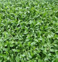 ขายส่ง 500 กรัม เมล็ดหญ้ามาเลเซีย Tropical Carpet grass หญ้าเห็บ หญ้าไผ่ หญ้าปูสนาม สนามหญ้า เมล็ดพันธ์หญ้า ปูหญ้า ปูสนาม สนามหญ้าและสวน