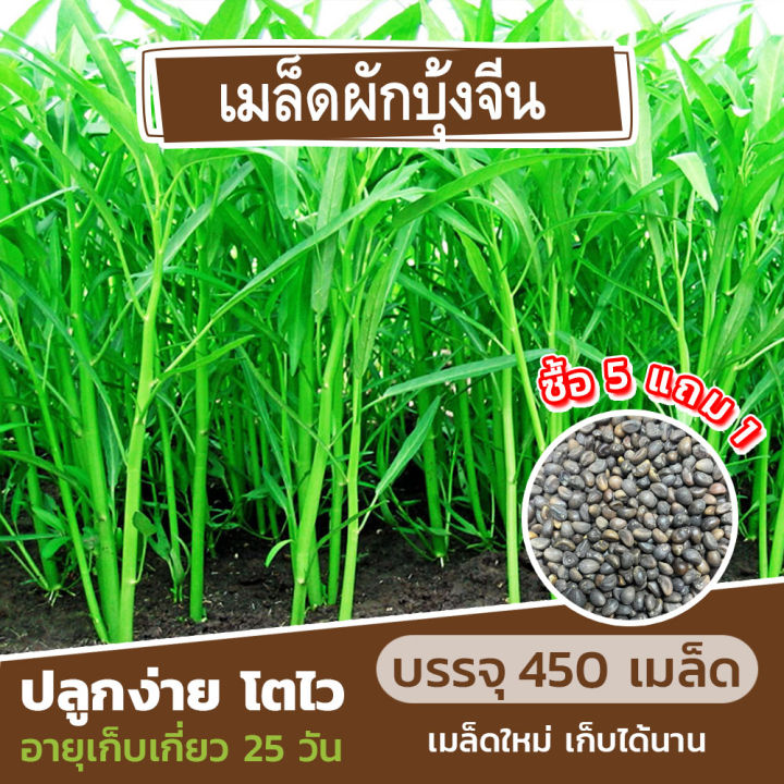 เมล็ดพันธุ์ ผักบุ้งจีน เรียวไผ่🌿 450 เมล็ด 20 กรัม (ซื้อ 5 แถม 1)