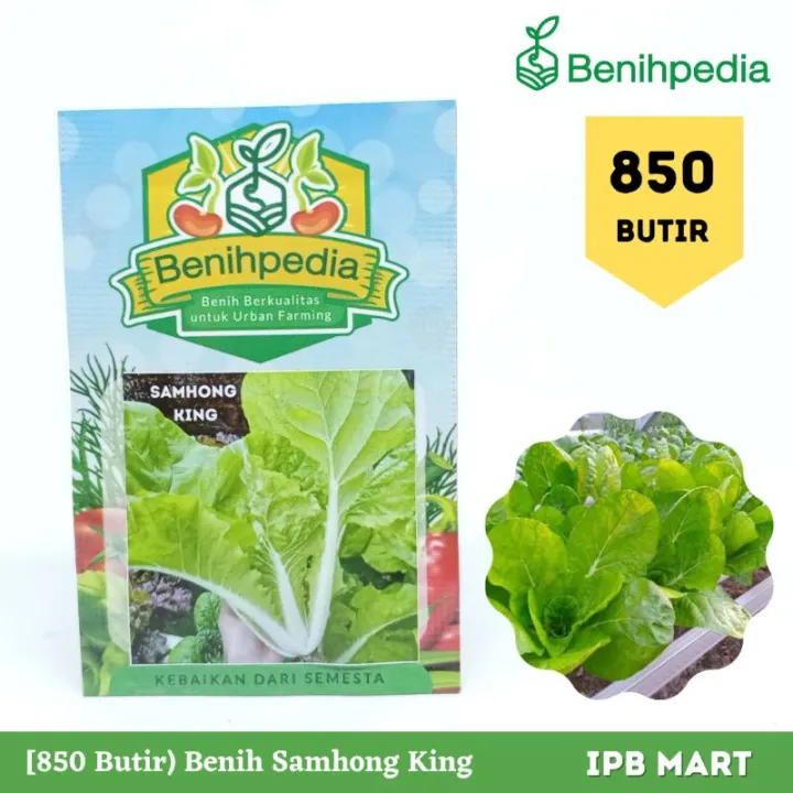 [850 Butir] Benih Sawi Keriting Samhong King Benihpedia Lazada Indonesia