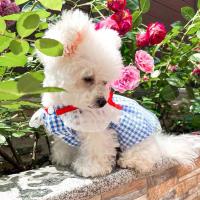 Summer Dog Dress Breathable Lovely Mesh Tutu-Skirt Apparel Snap Button Comfortable Dog Skirt Plaid Design Pet Clothes 2022 Dresses