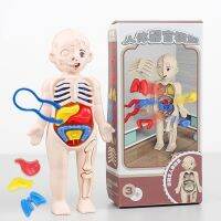 【CC】№  3d Mannequin Kid Anatomy Educational Organ Assembled Teang Tools K5g7