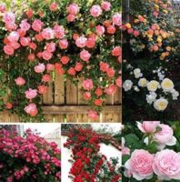 กุหลาบพวง Floribunda Rose Seeds 30 เมล็ด Garden Seeds เมล็ดพันธุ์  คละสี ดอกหอม นำเข้าจากต่างประเทศ พร้อมคู่มือ