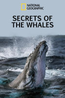 หนัง DVD ออก ใหม่ Secrets of the Whales ( 2021) ความลับของเหล่าวาฬ (เสียง อังกฤษ | ซับ ไทย) DVD ดีวีดี หนังใหม่