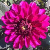 1 หัว/ชุด รักเร่ Dahlia Bulb สายพันธุ์ Purple Flame หัวรักเร่ ดอกไม้ หัวหน่อ เหง้า นำเข้า เนเธอร์แลน หัวสดใหม่