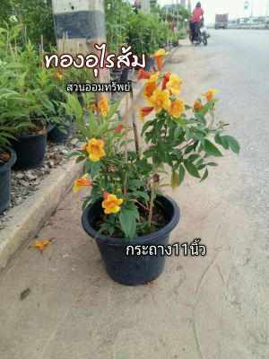 ต้นทองอุไร(1กระถาง)